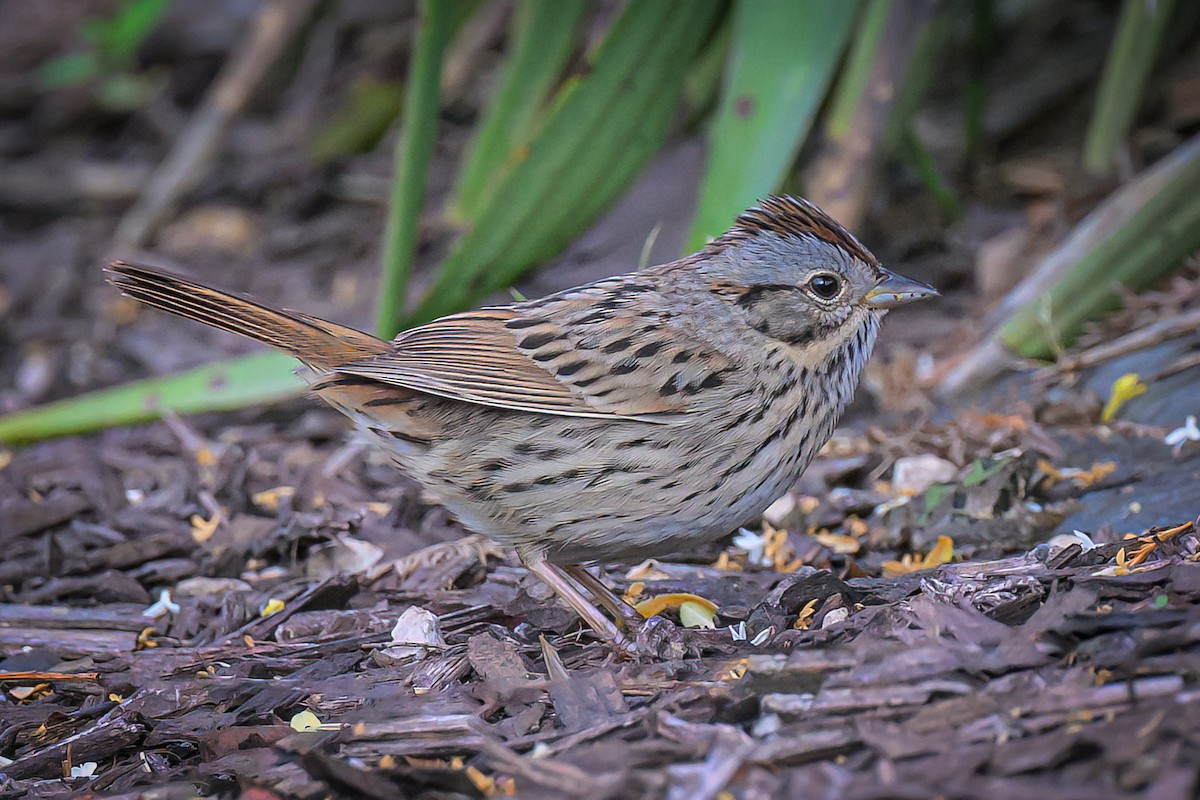 Lincoln's Sparrow - Janet Hix