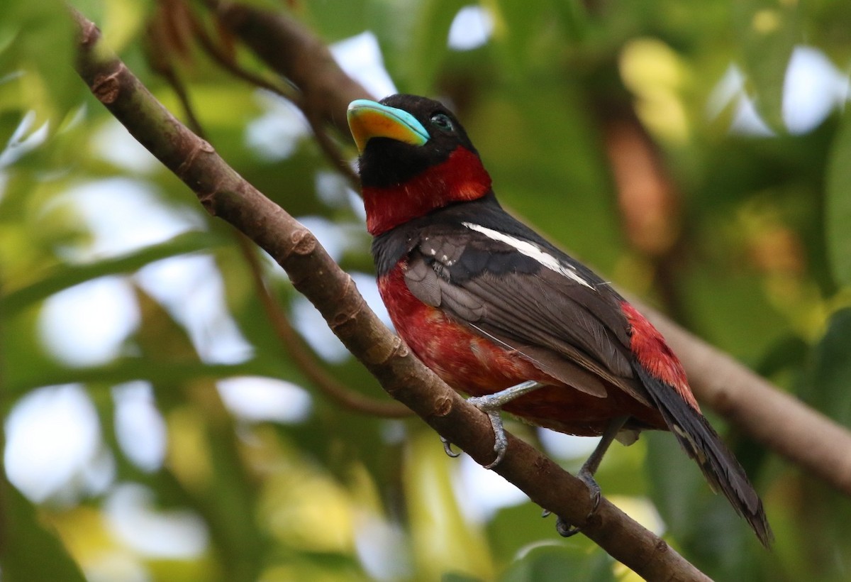 Black-and-red Broadbill - Ronnaphon Engchuan