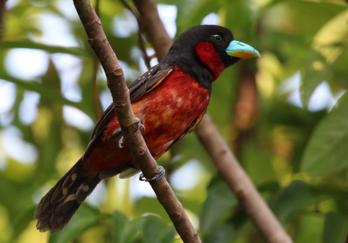 Black-and-red Broadbill - Ronnaphon Engchuan