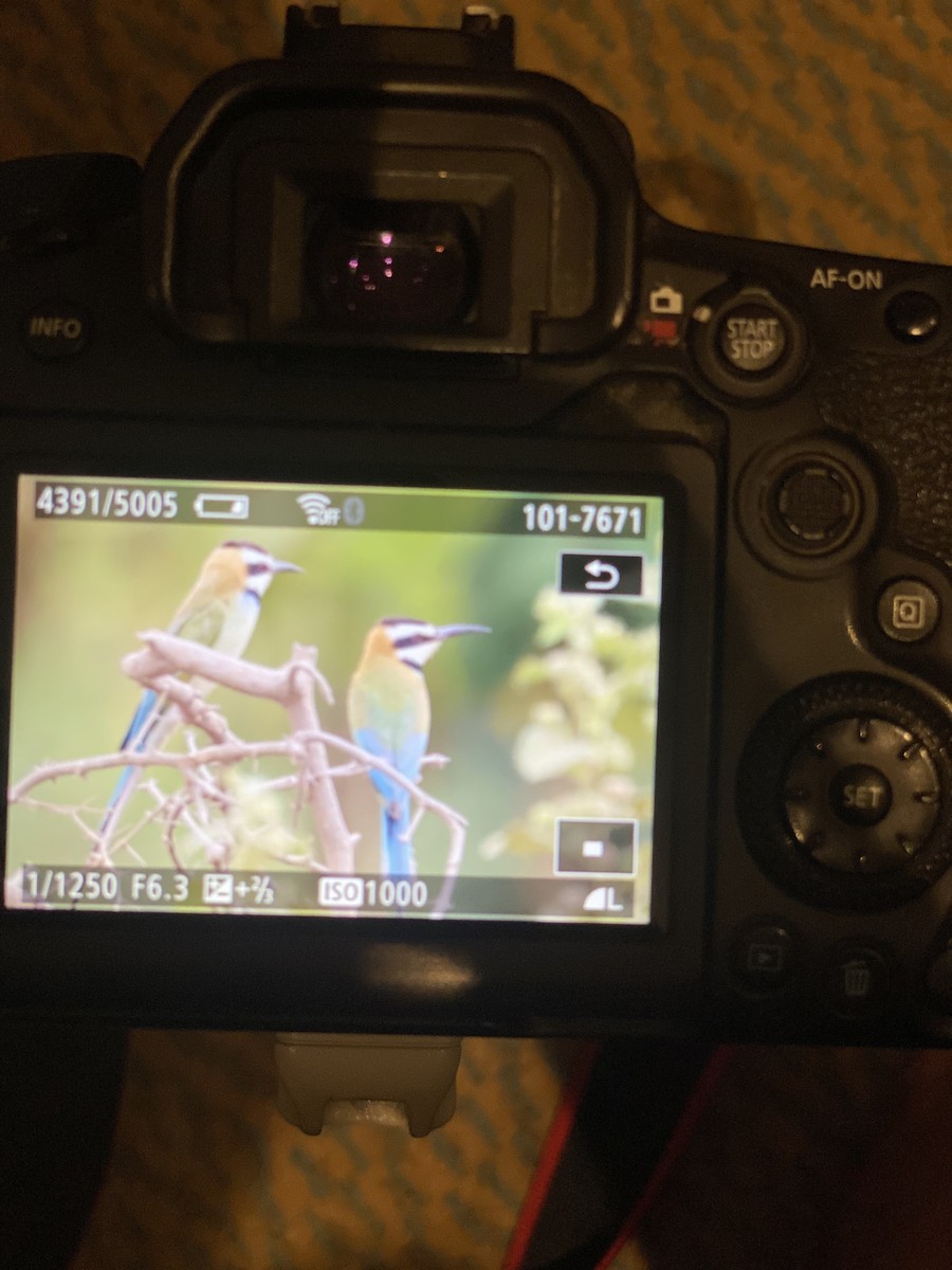 White-throated Bee-eater - ML617601774