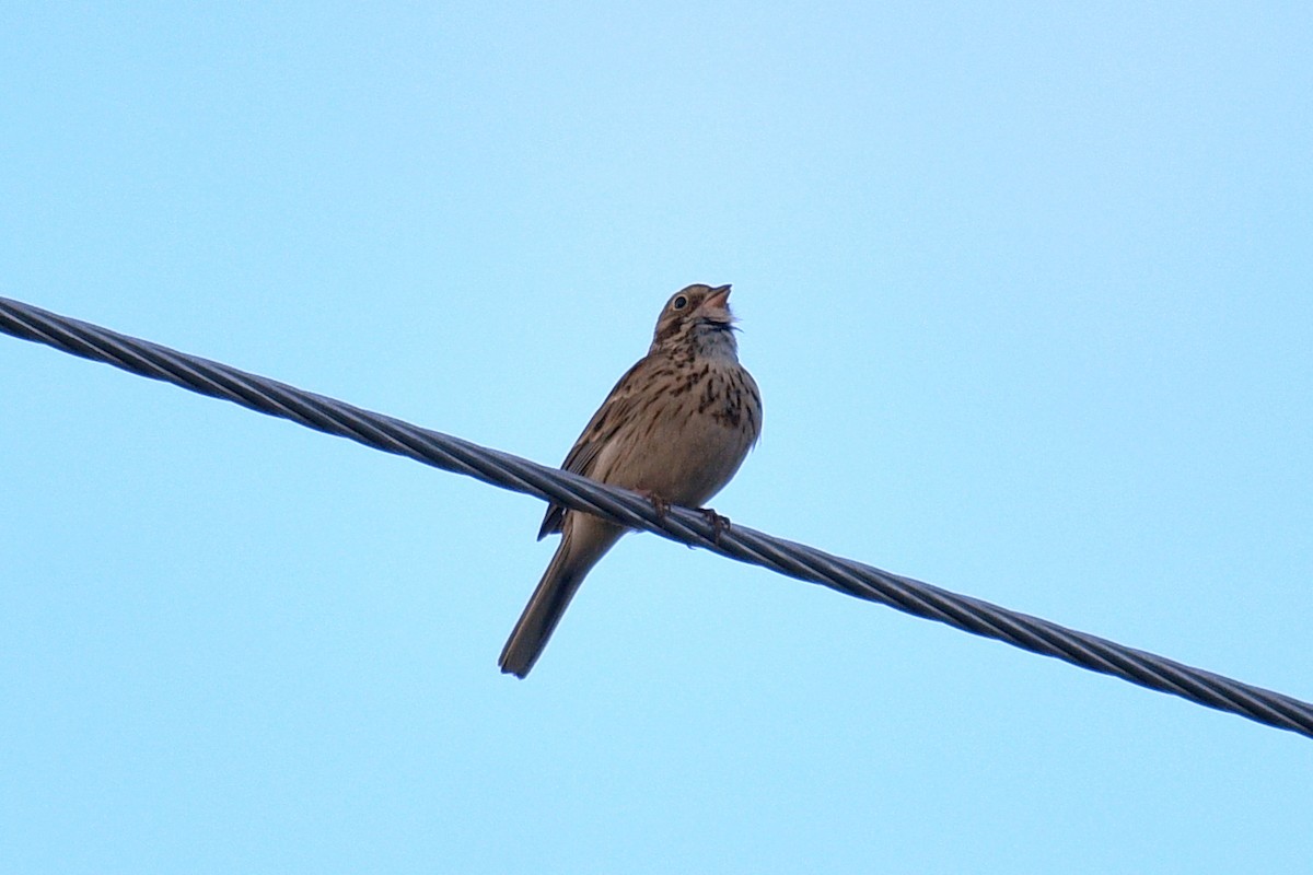 Vesper Sparrow - ML617601810