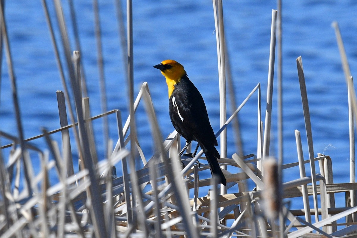 Yellow-headed Blackbird - ML617601833