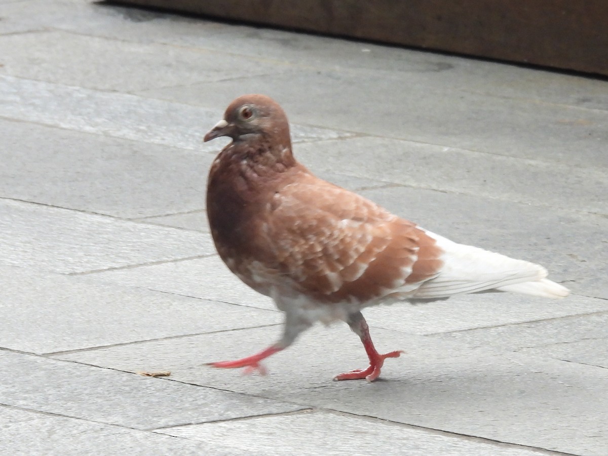 Rock Pigeon (Feral Pigeon) - ML617601973