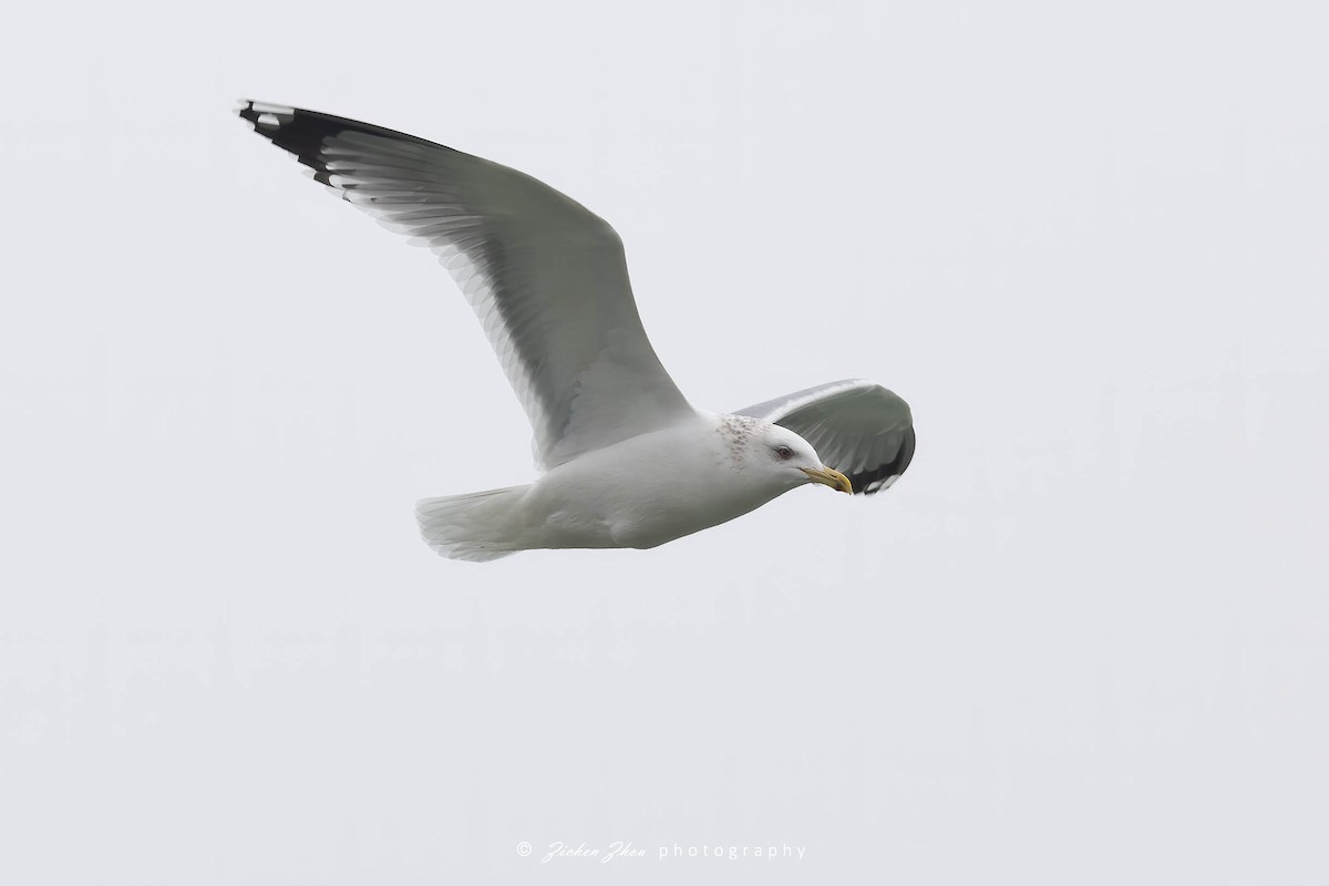 Herring Gull (Vega) - ML617601994