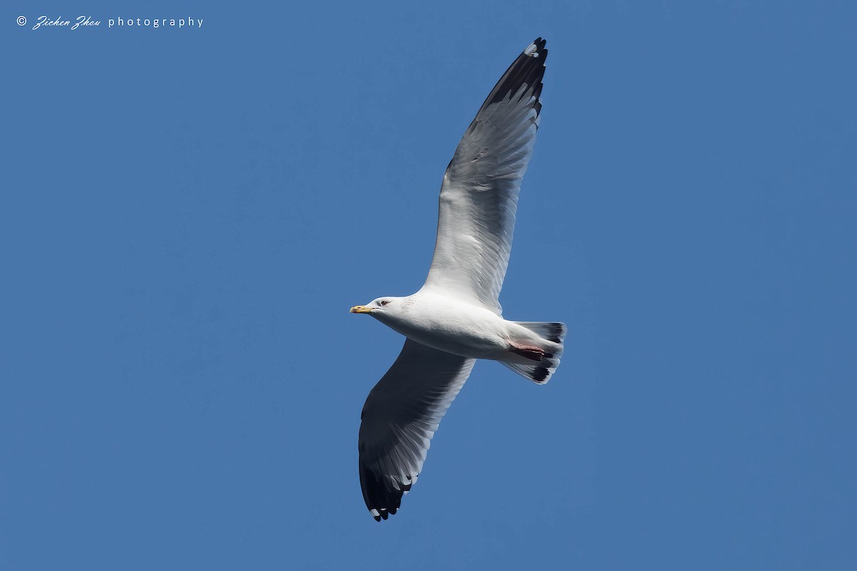 Herring Gull (Vega) - ML617602006