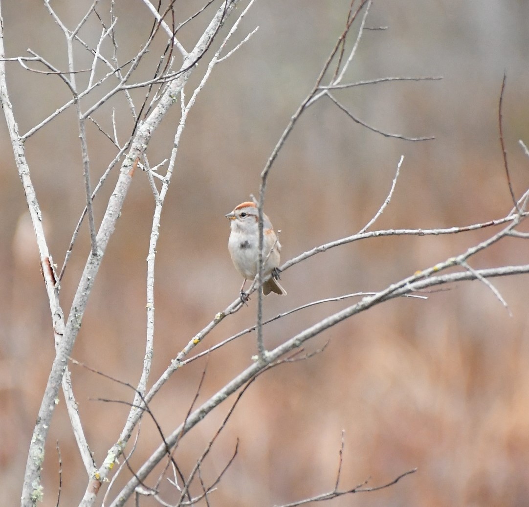 American Tree Sparrow - ML617602030