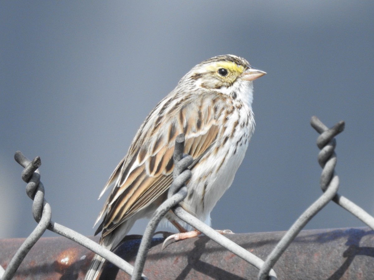 Savannah Sparrow - ML617602052