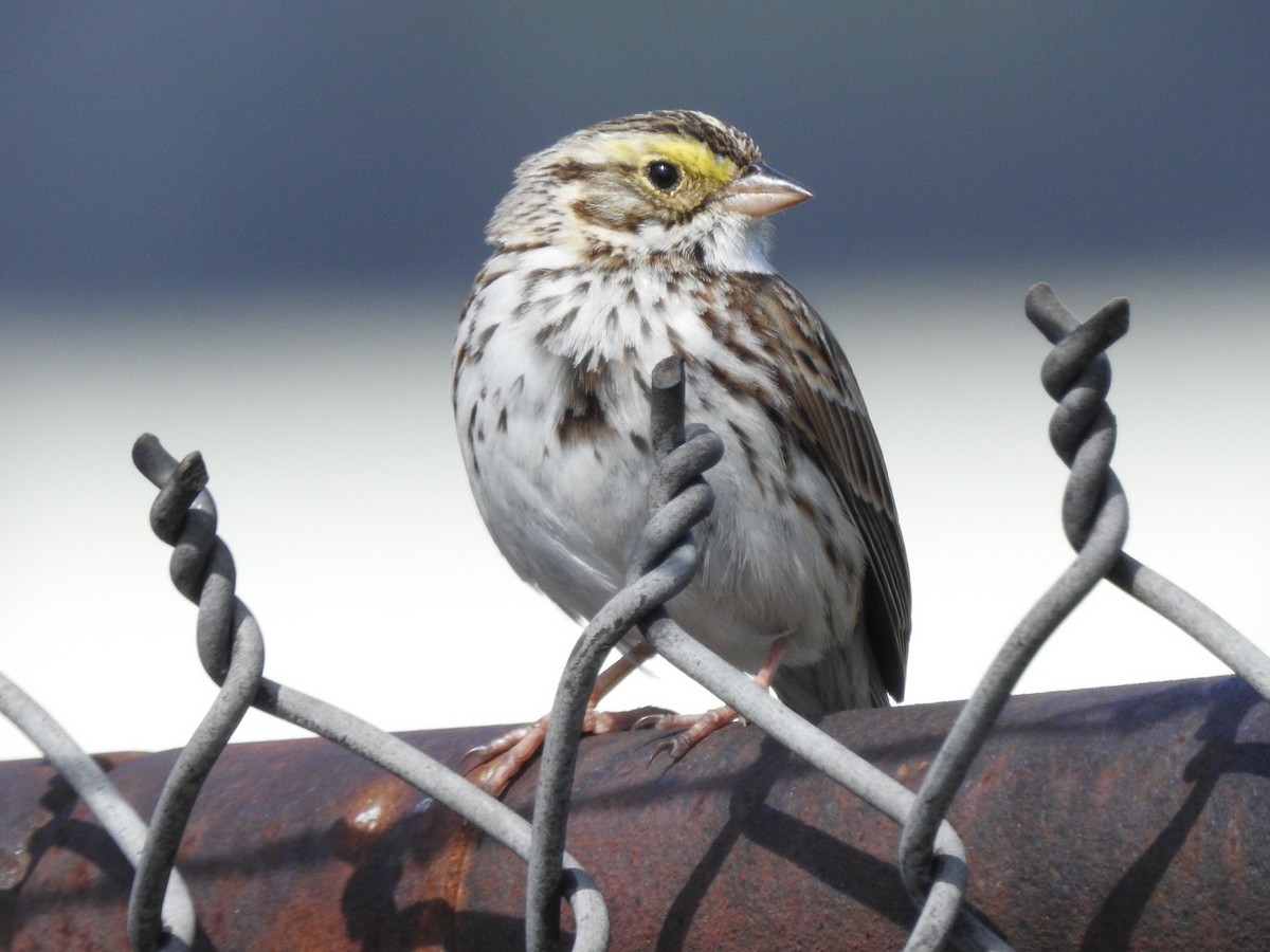 Savannah Sparrow - ML617602053