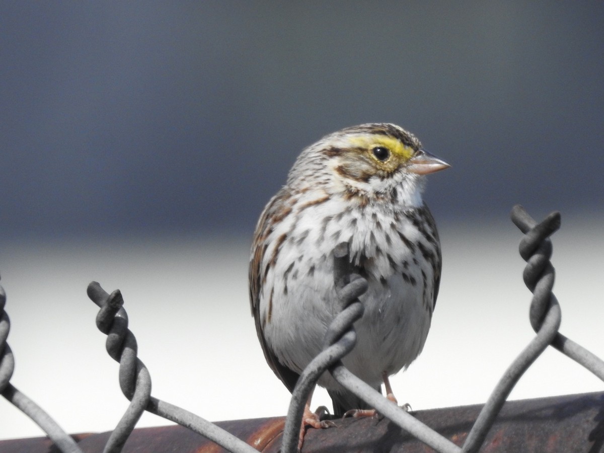 Savannah Sparrow - ML617602054