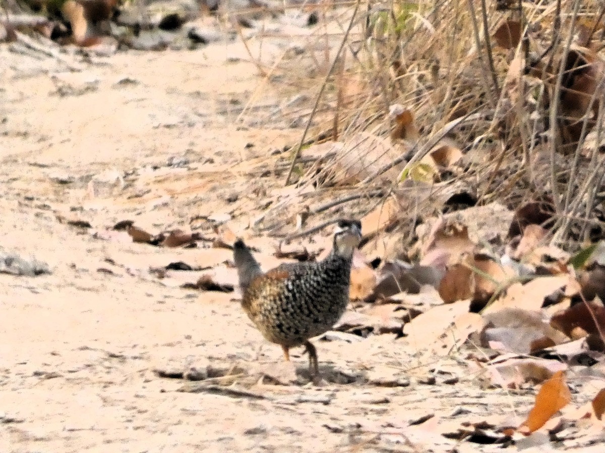 Chinese Francolin - Mike Tuer