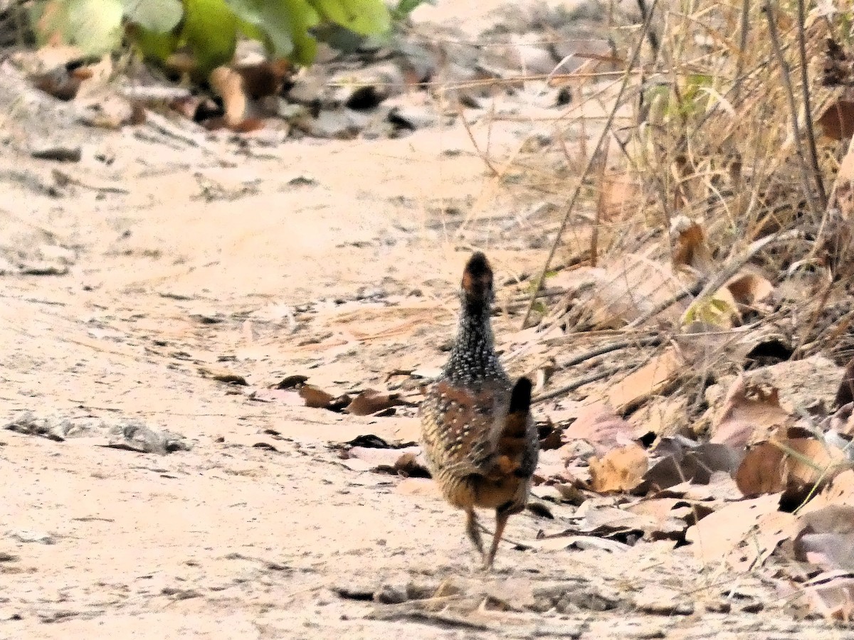 Chinese Francolin - ML617602245