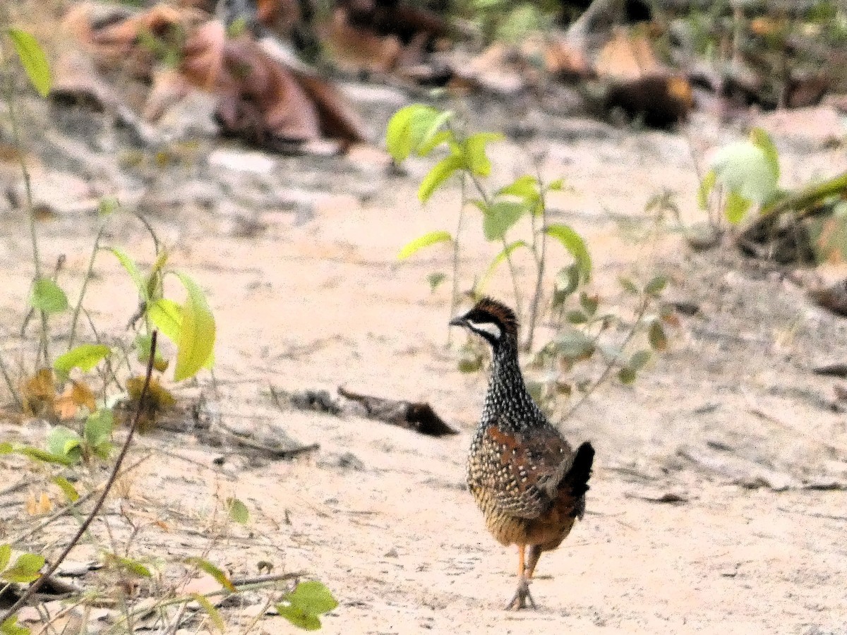 Chinese Francolin - Mike Tuer