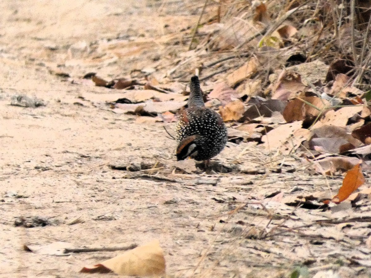 Chinese Francolin - ML617602247