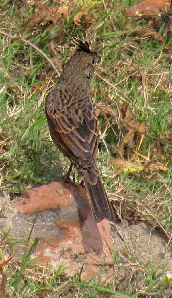 Crested Bunting - ML617602281