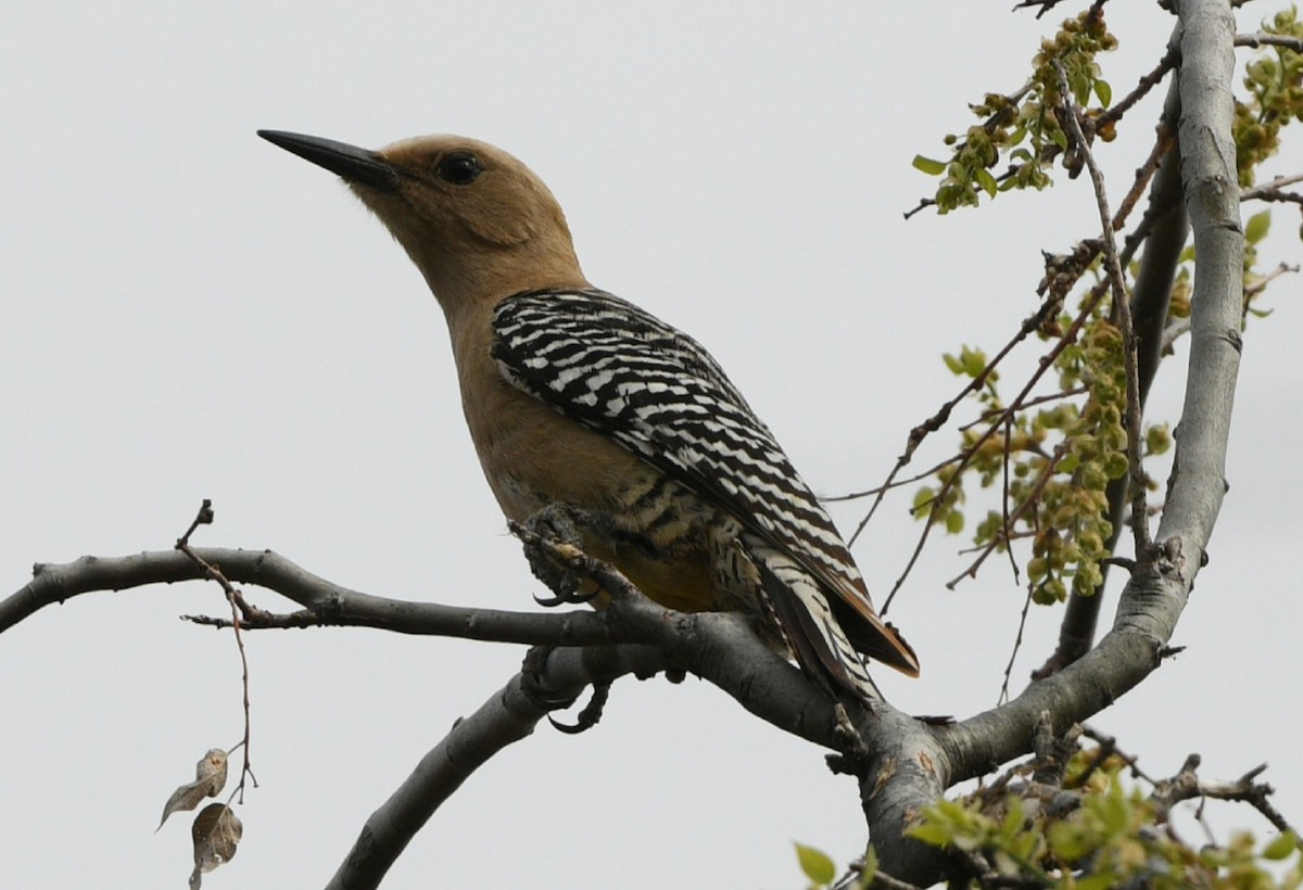 Gila Woodpecker - ML617602310