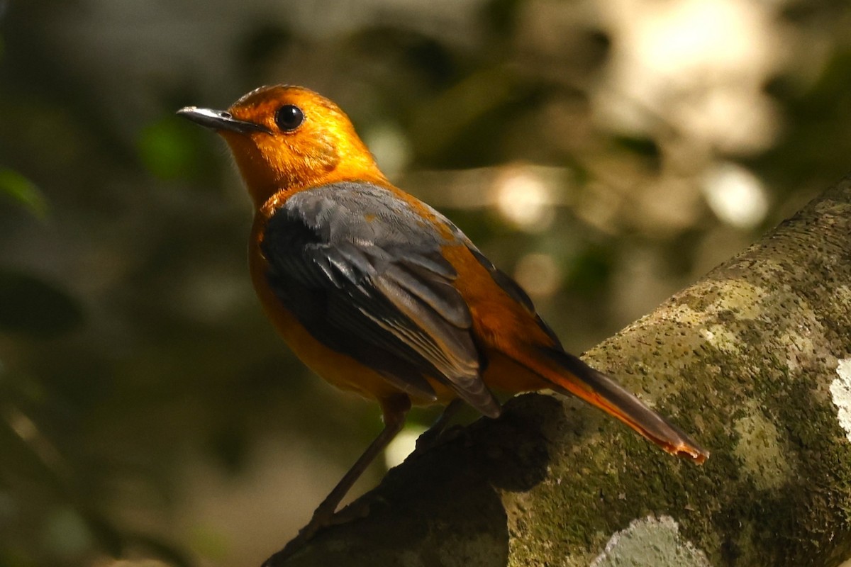 Red-capped Robin-Chat - ML617602312