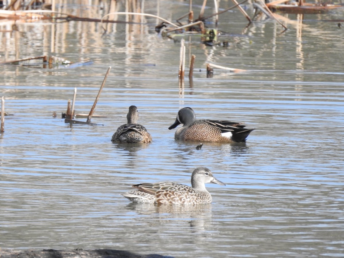 Blue-winged Teal - ML617602327