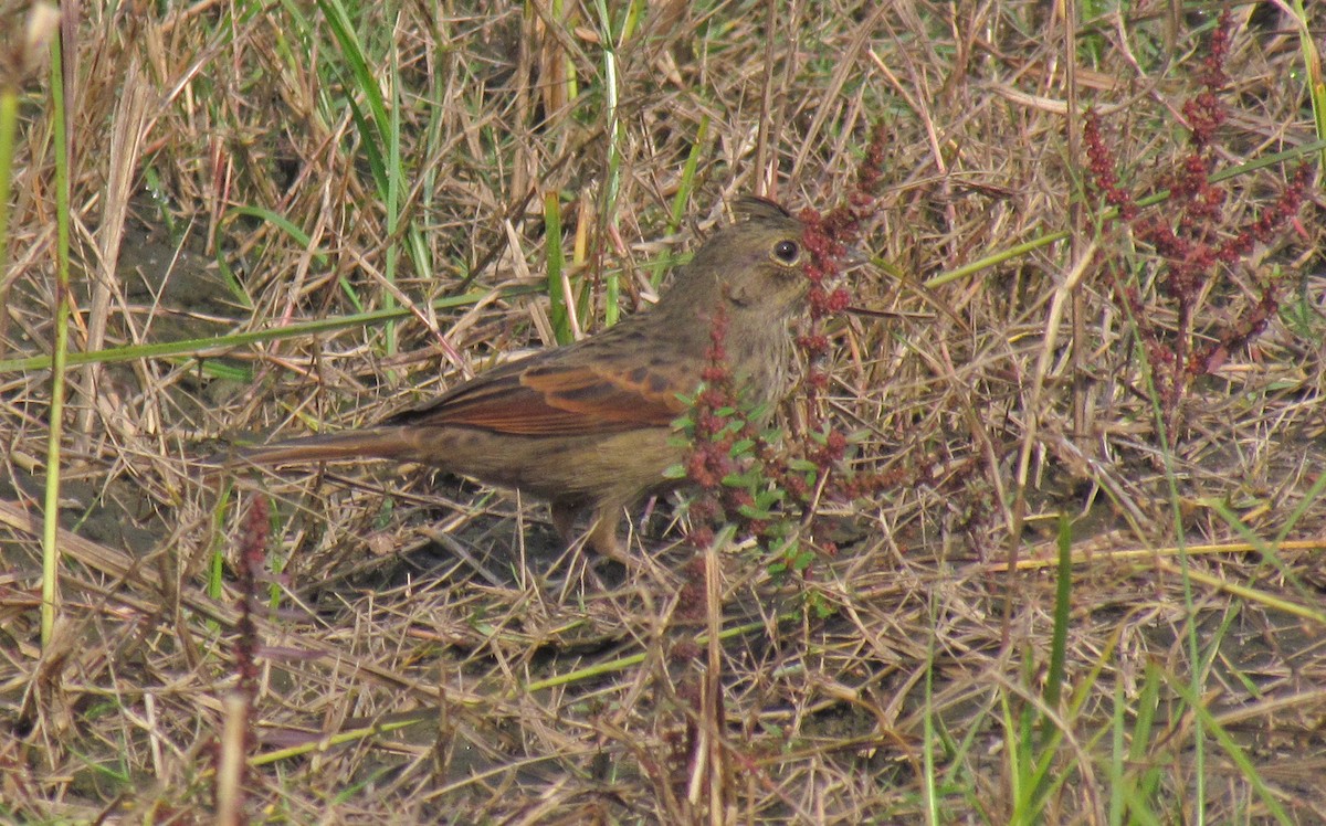 Crested Bunting - ML617602334