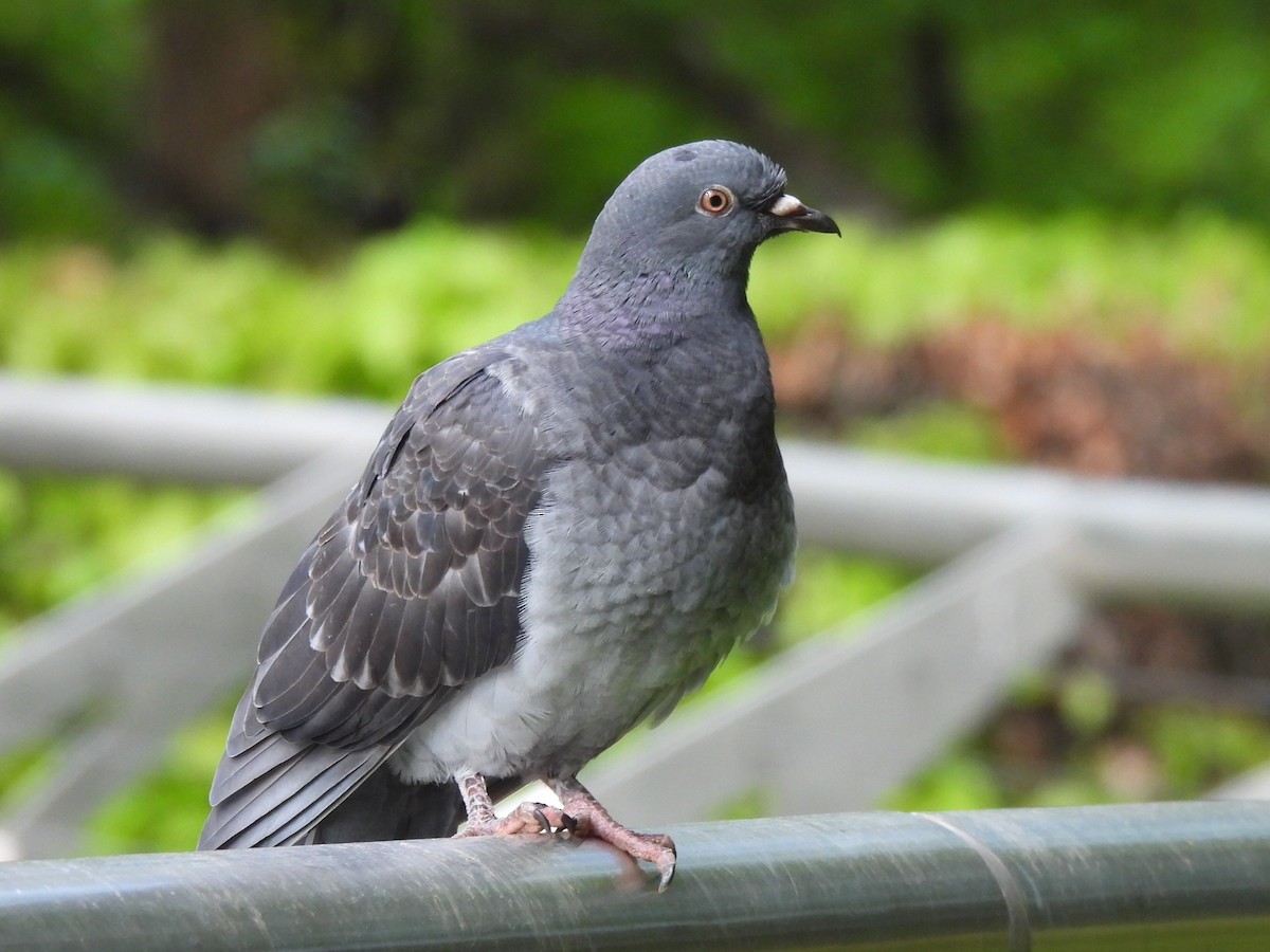 Rock Pigeon (Feral Pigeon) - ML617602354