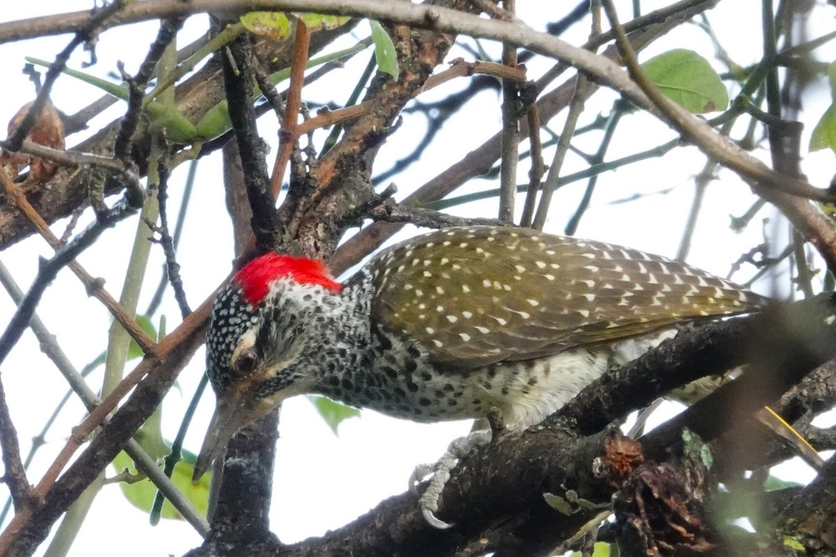 Nubian Woodpecker - ML617602364