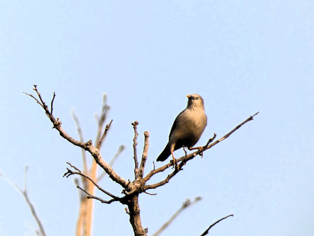 Chestnut-tailed Starling - ML617602367