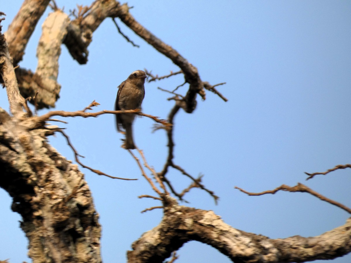 Chestnut-tailed Starling - ML617602368