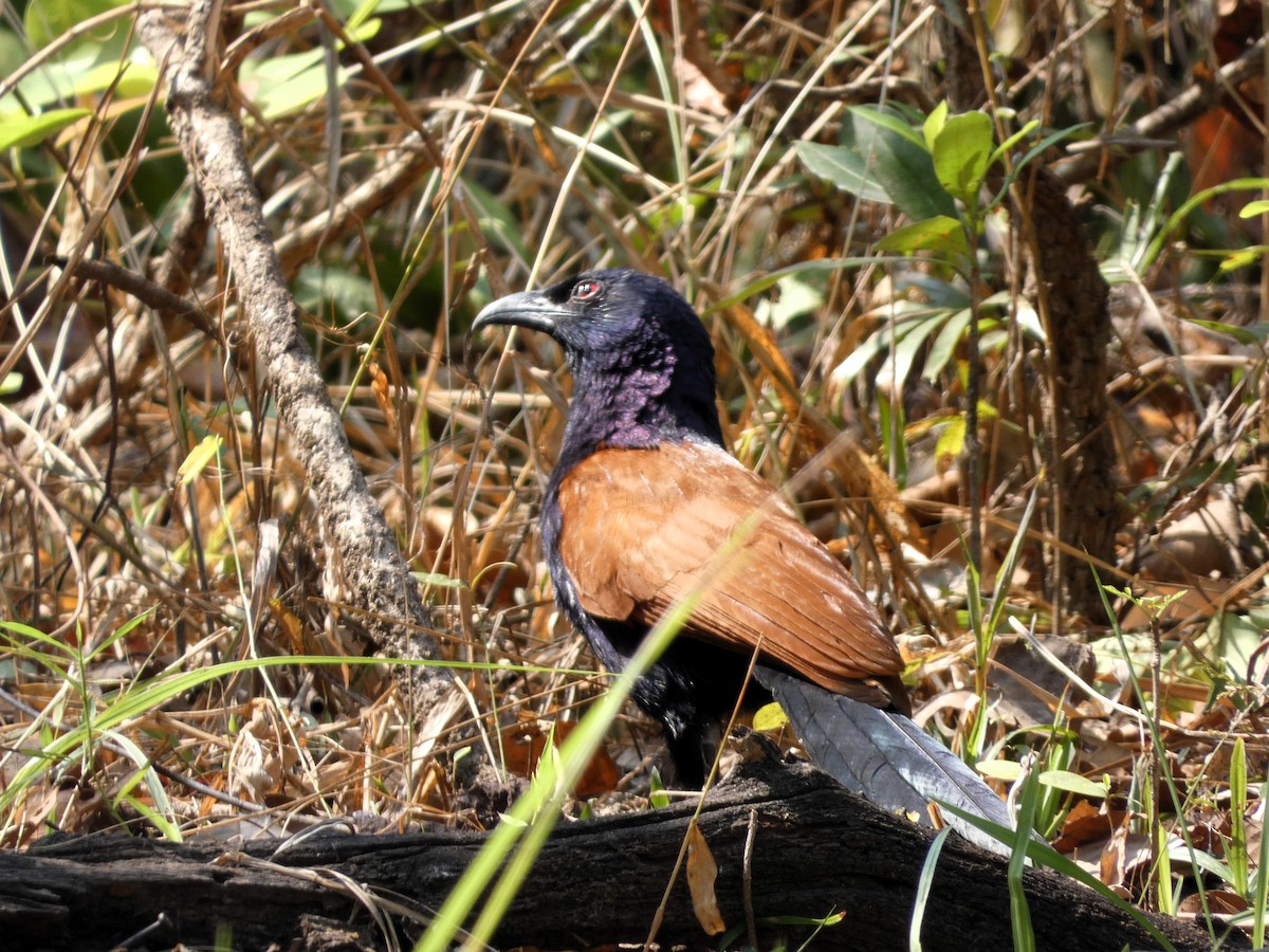Greater Coucal - ML617602432