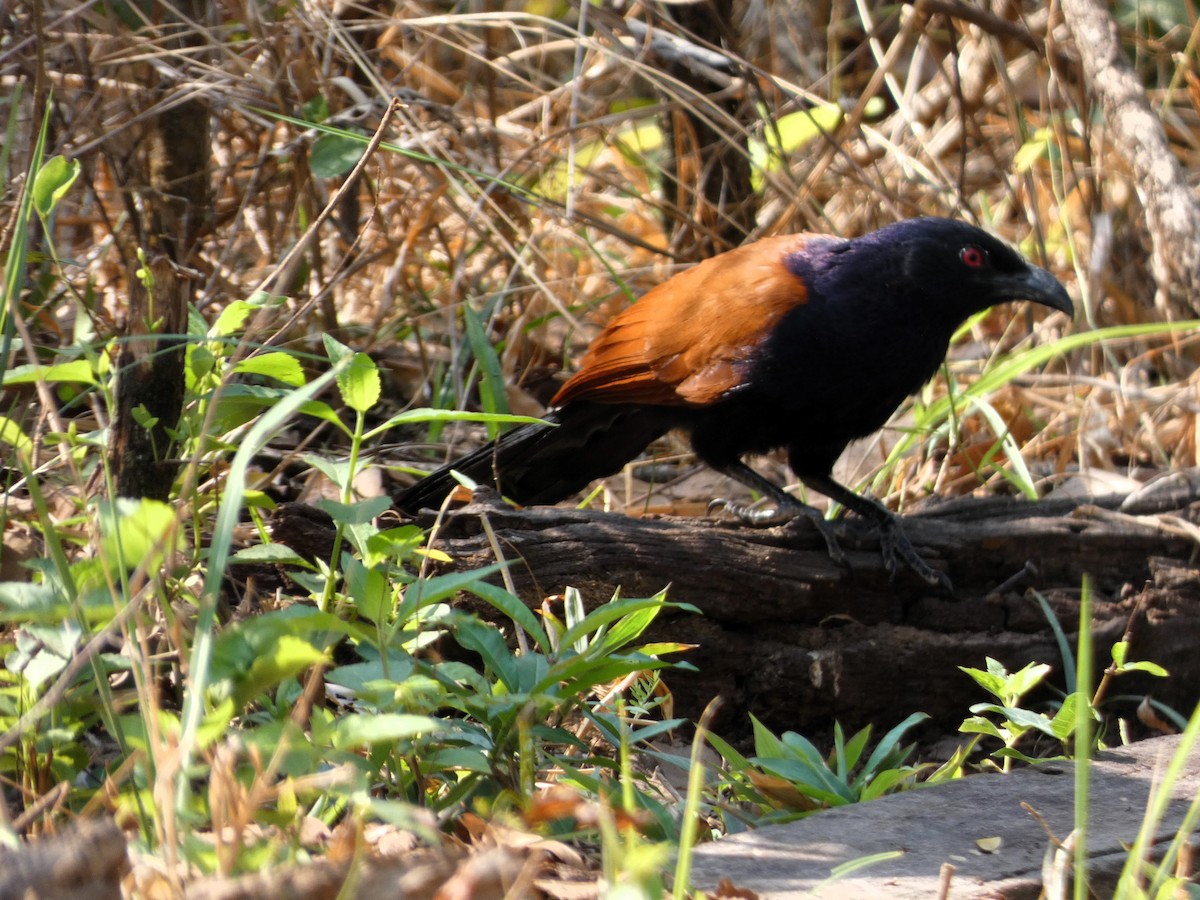 Greater Coucal - ML617602433