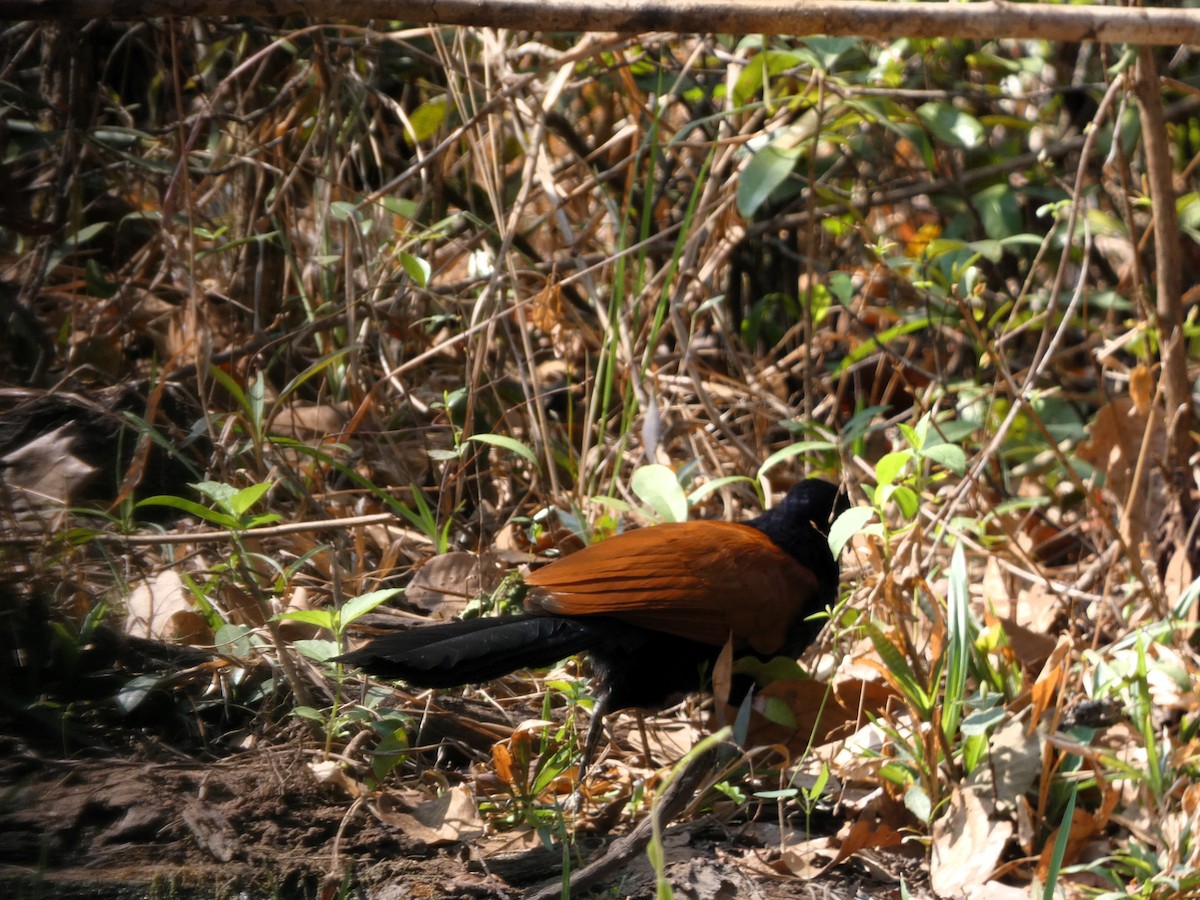 Greater Coucal - ML617602434