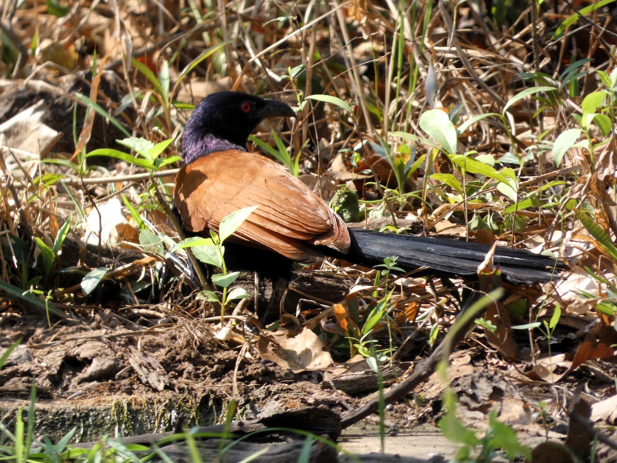 Greater Coucal - ML617602435