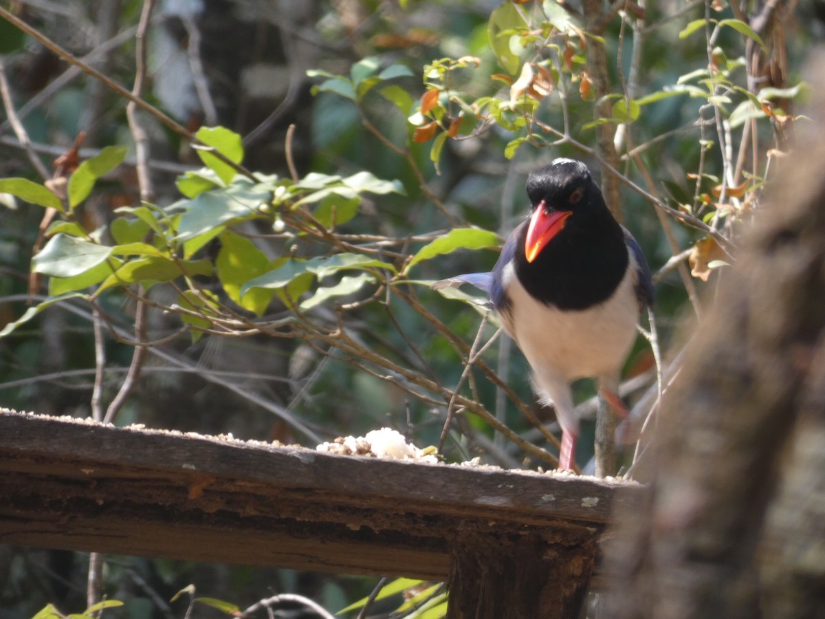 Red-billed Blue-Magpie - Mike Tuer