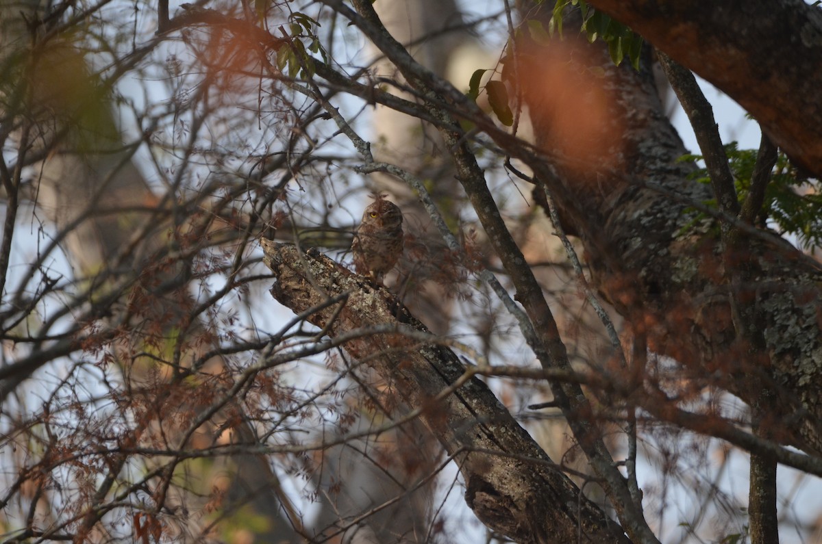 Spotted Owlet - Karthikeyan G B