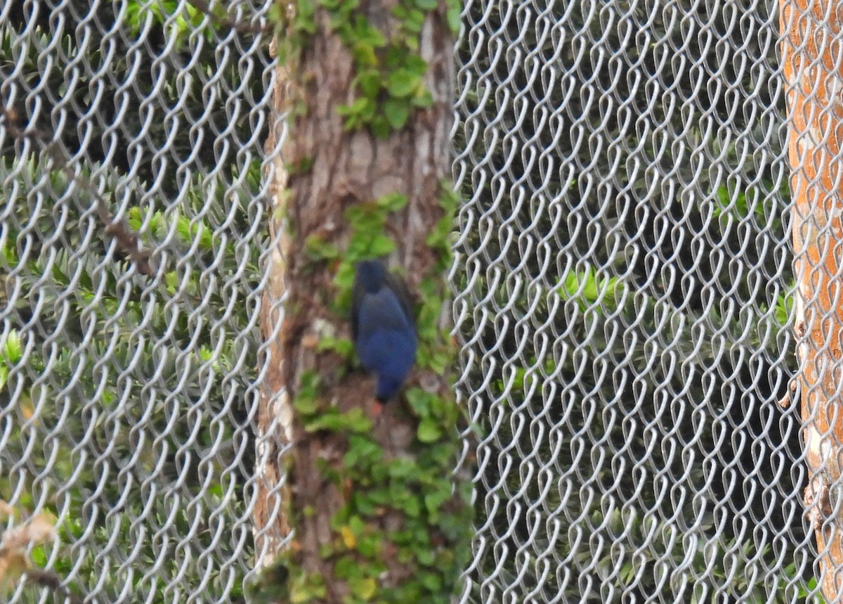 Velvet-fronted Nuthatch - ML617602580