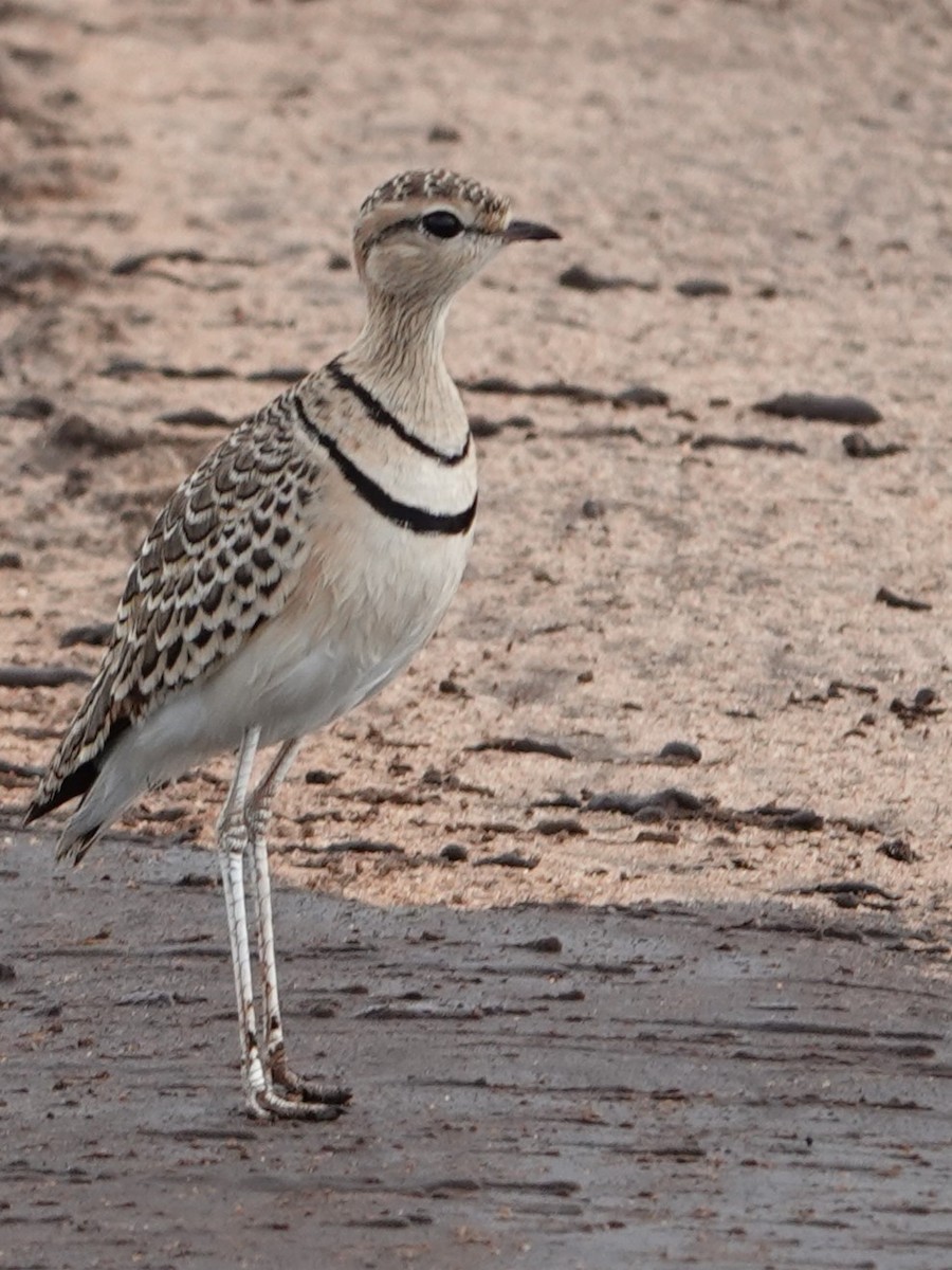 Double-banded Courser - ML617602594