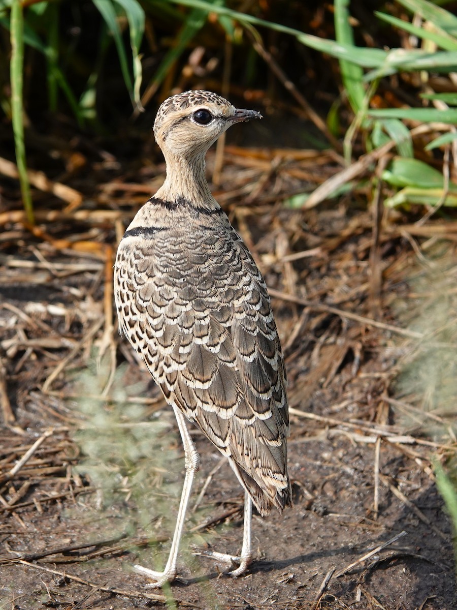 Double-banded Courser - ML617602595