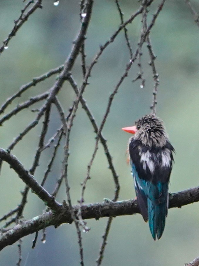 Gray-headed Kingfisher - Jo Ellen Floer