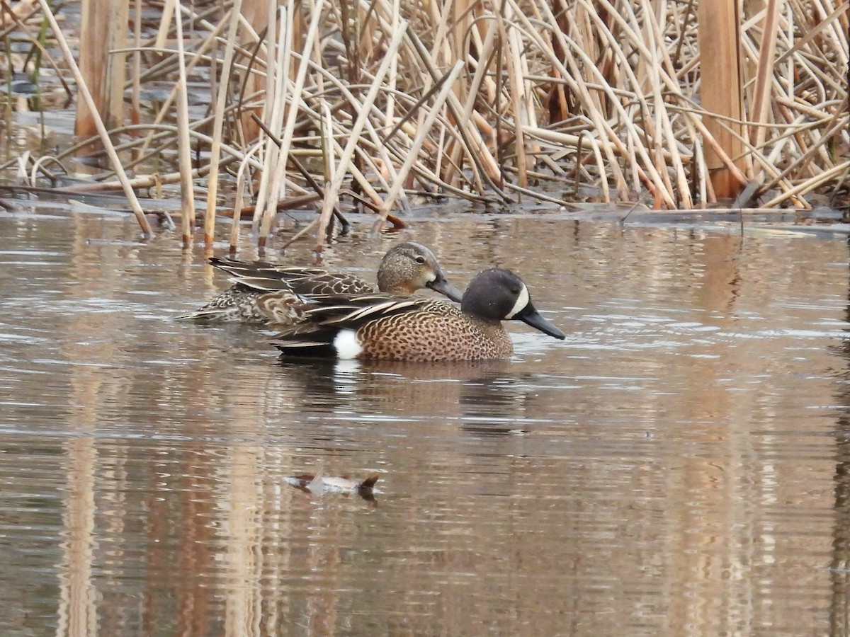 Blue-winged Teal - ML617602696