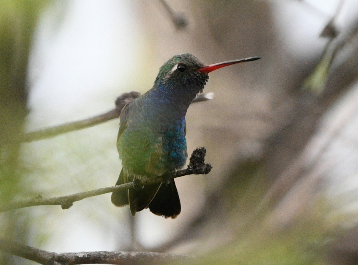 Broad-billed Hummingbird - Elizabeth Hawkins