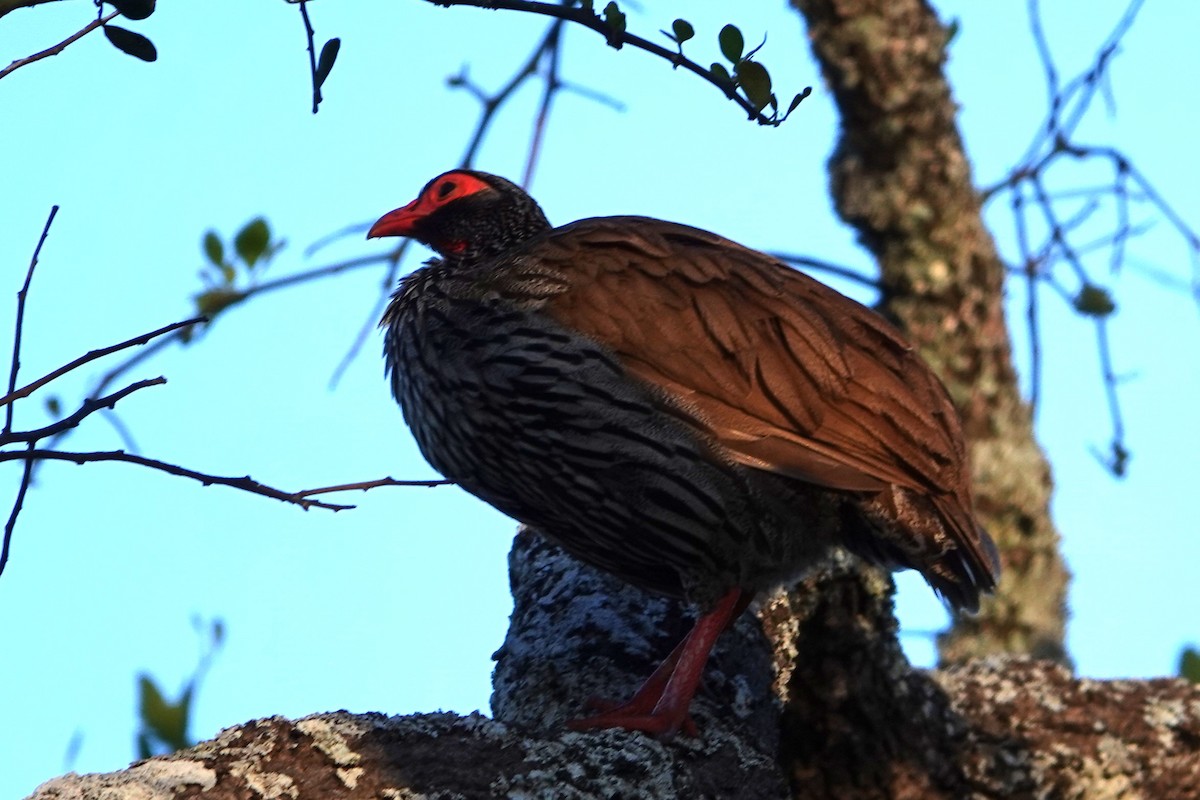 Red-necked Spurfowl - ML617602744