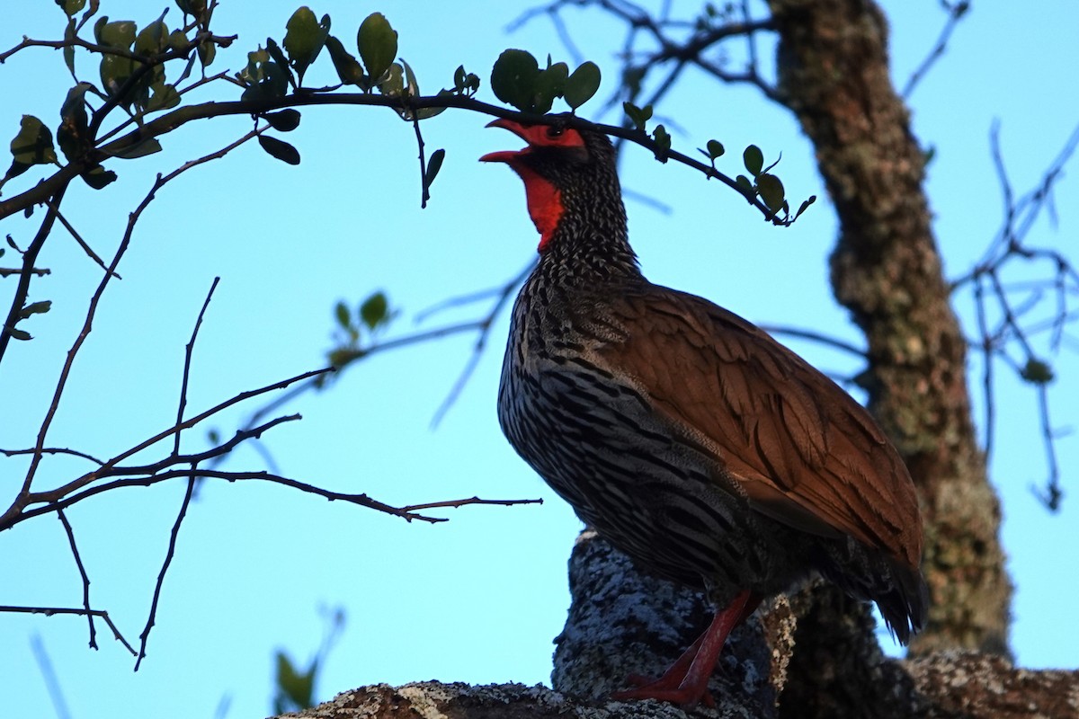 Red-necked Spurfowl - ML617602748
