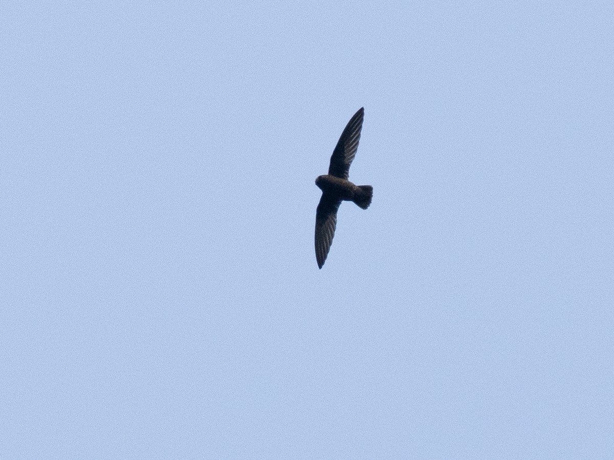 Spot-fronted Swift - ML617602753