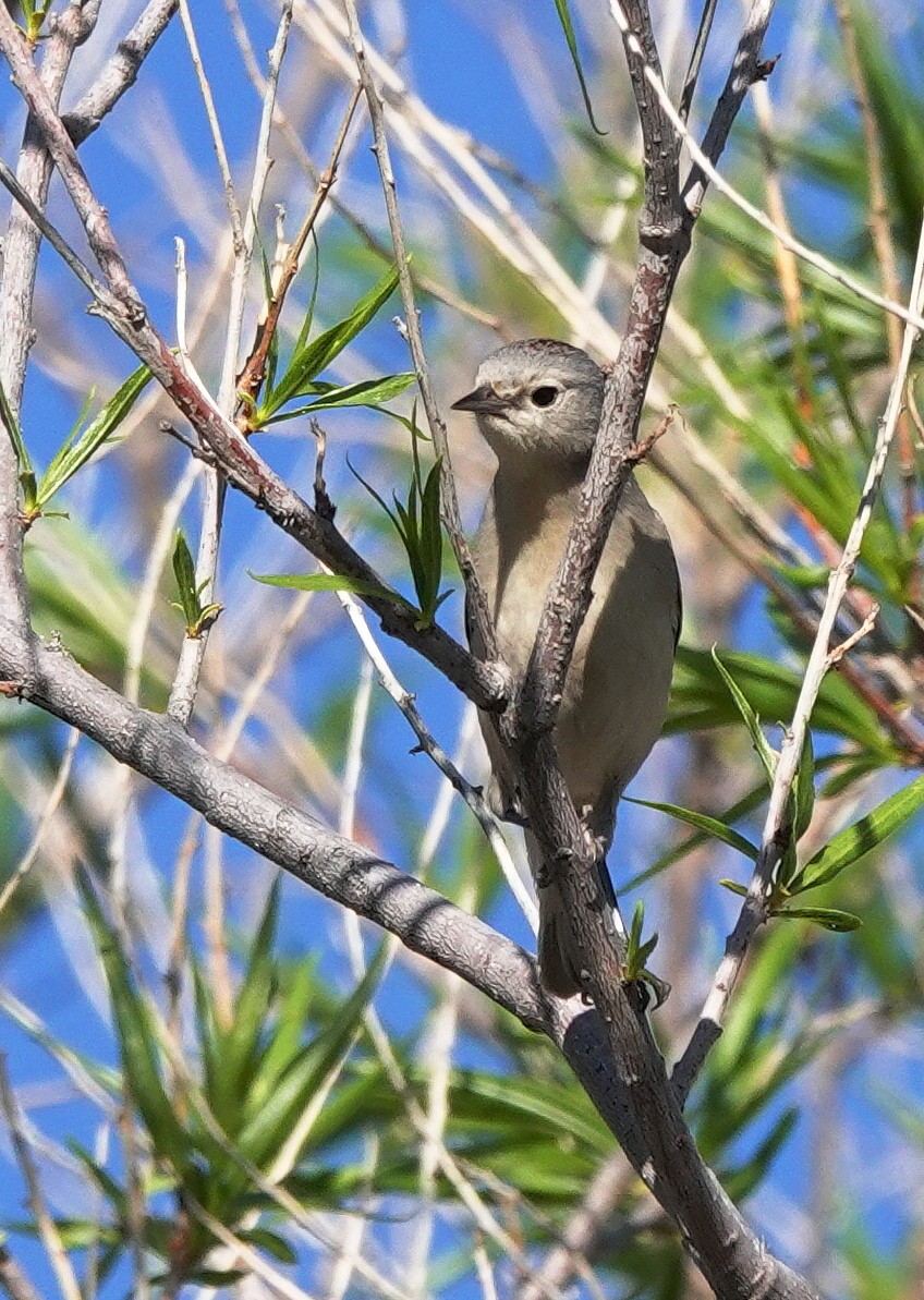 Lucy's Warbler - ML617602778