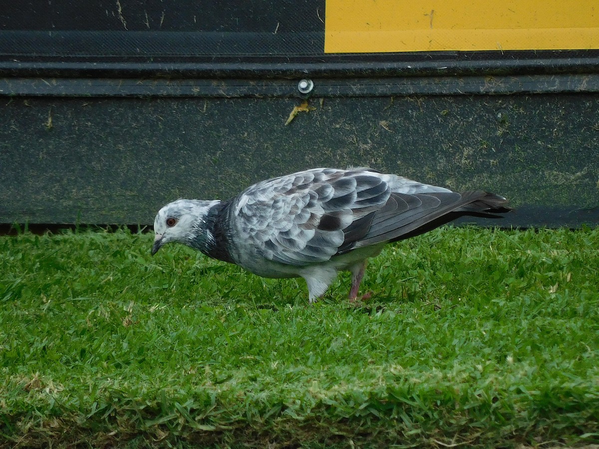 Rock Pigeon (Feral Pigeon) - ML617602828
