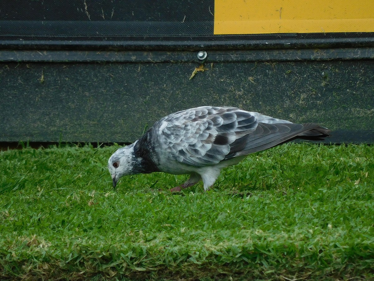 Rock Pigeon (Feral Pigeon) - ML617602829