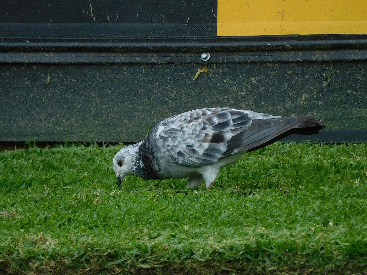 Rock Pigeon (Feral Pigeon) - ML617602830