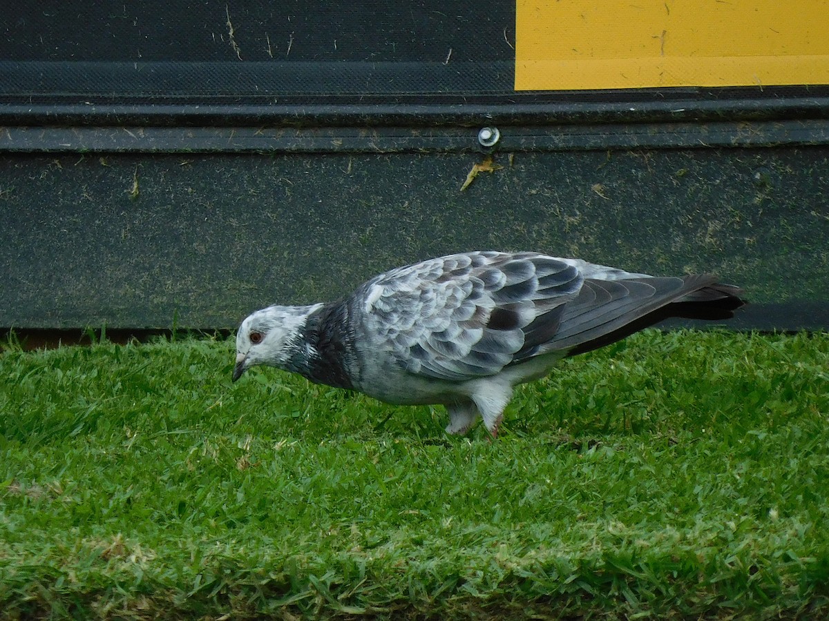 Rock Pigeon (Feral Pigeon) - ML617602831