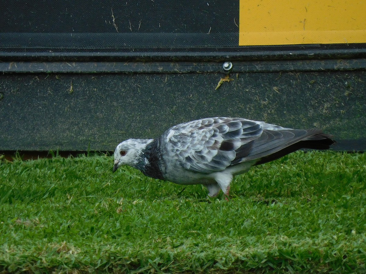 Rock Pigeon (Feral Pigeon) - ML617602832