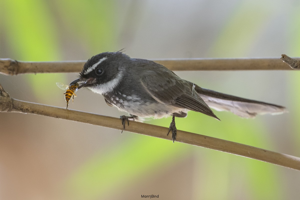 Spot-breasted Fantail - ML617602848