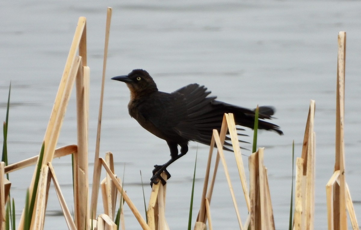 Great-tailed Grackle - ML617602849