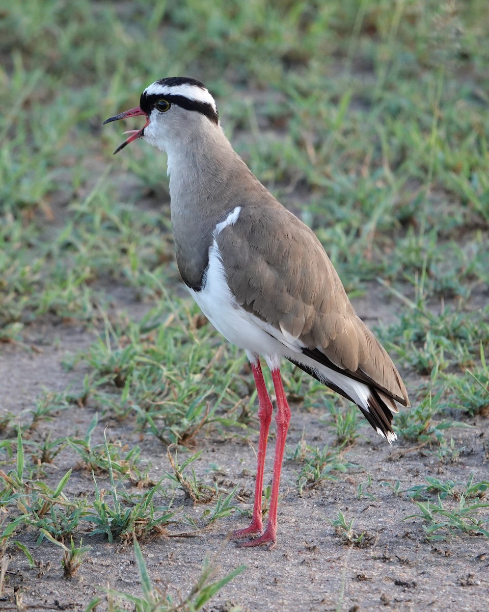 Crowned Lapwing - ML617602851
